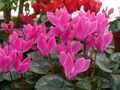 Cyclamen